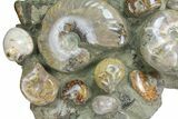 Tall, Composite Ammonite Fossil Display - Madagascar #175809-3